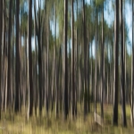 Summer Pines