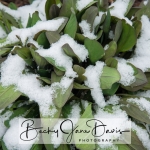 Bluebels To-Be under Snow