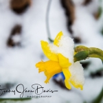 Snow on the Yellow Flowers