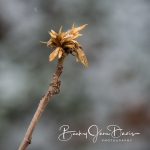 Tiny Swamp Oak Leaves