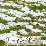 Snow Pattern on Grass