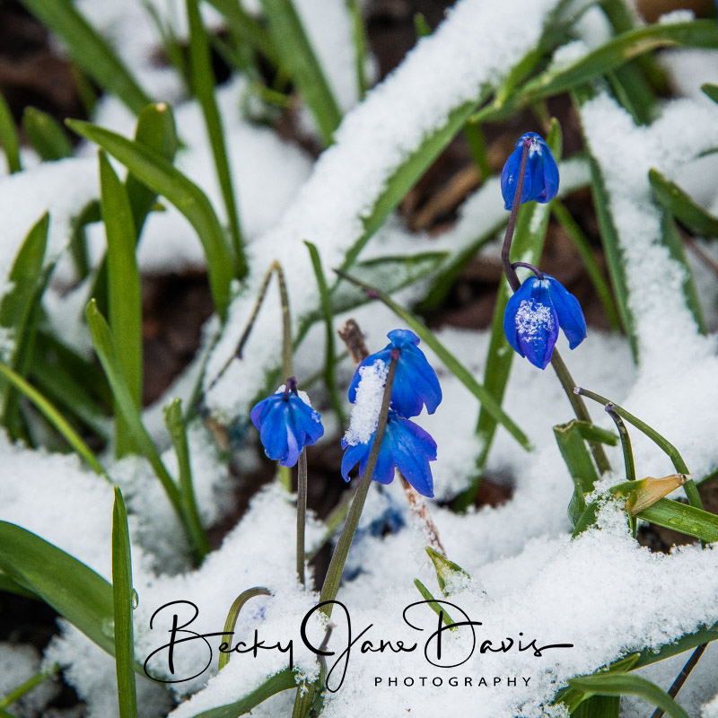 Blue Scilla Drooping in the Snow