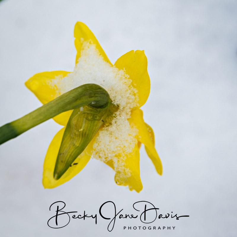Mini Daffodil with Snow