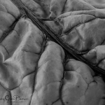 Swiss-Chard-blackandwhite