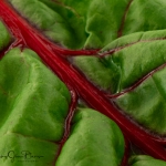 Swiss-Chard-closeup