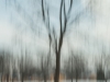 Winter Tree, Noon