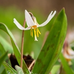 Trout Lily