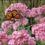 Monarch on Autumn Sedum Joy