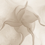 Delicate Balloon Flower, in Open Lens VII Exhibit