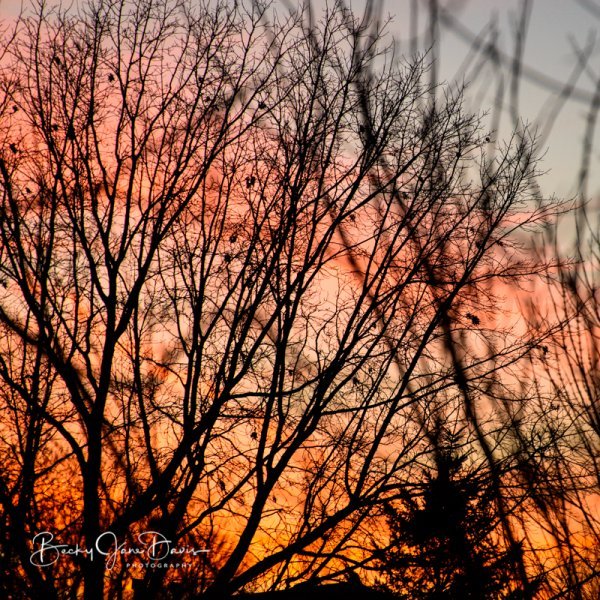 Sunset through Tree Branches