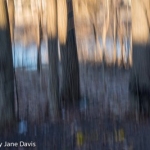 Winter Trees, Sunrise
