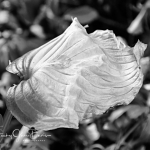 _RJD0042-Edit