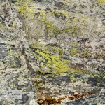 Lichen on Rock