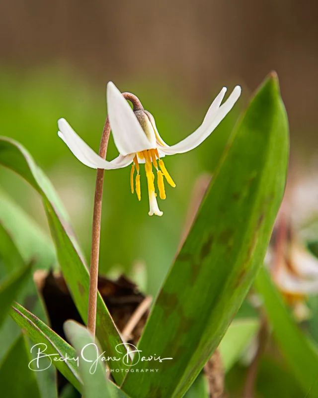 Trout Lily