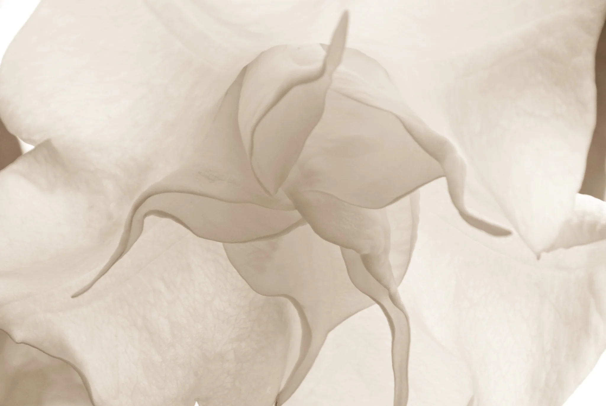Delicate Balloon Flower, in Open Lens VII Exhibit